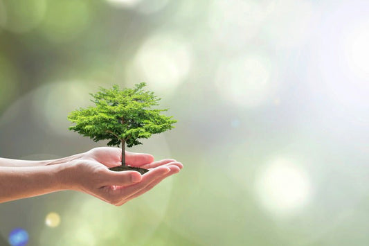 Arbor Day and Amazing Trees! - eat2explore