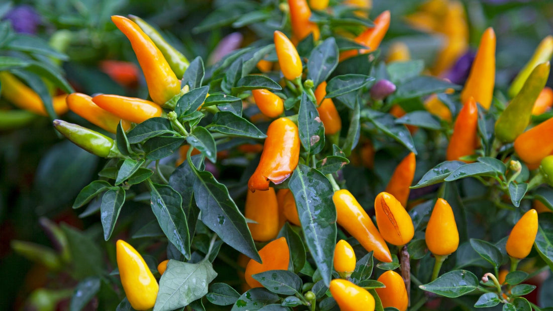 Aji Amarillo and Other Awesome Peppers