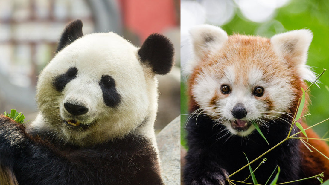 All About Panda Bears - And Pandas That Aren't Bears! - eat2explore