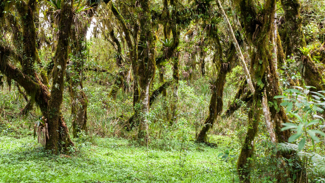 Brazilwood - The Music Tree That Named A Country - eat2explore