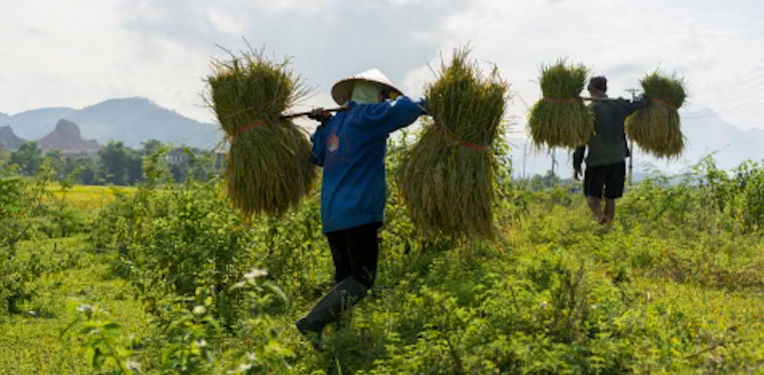 Celebrating the Harvest Moon - Chinese Mid-Autumn and Korean Chuseok Festivals - eat2explore