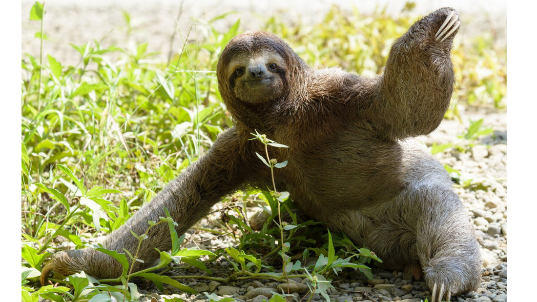 Go Slow and Celebrate the Sloth! - eat2explore