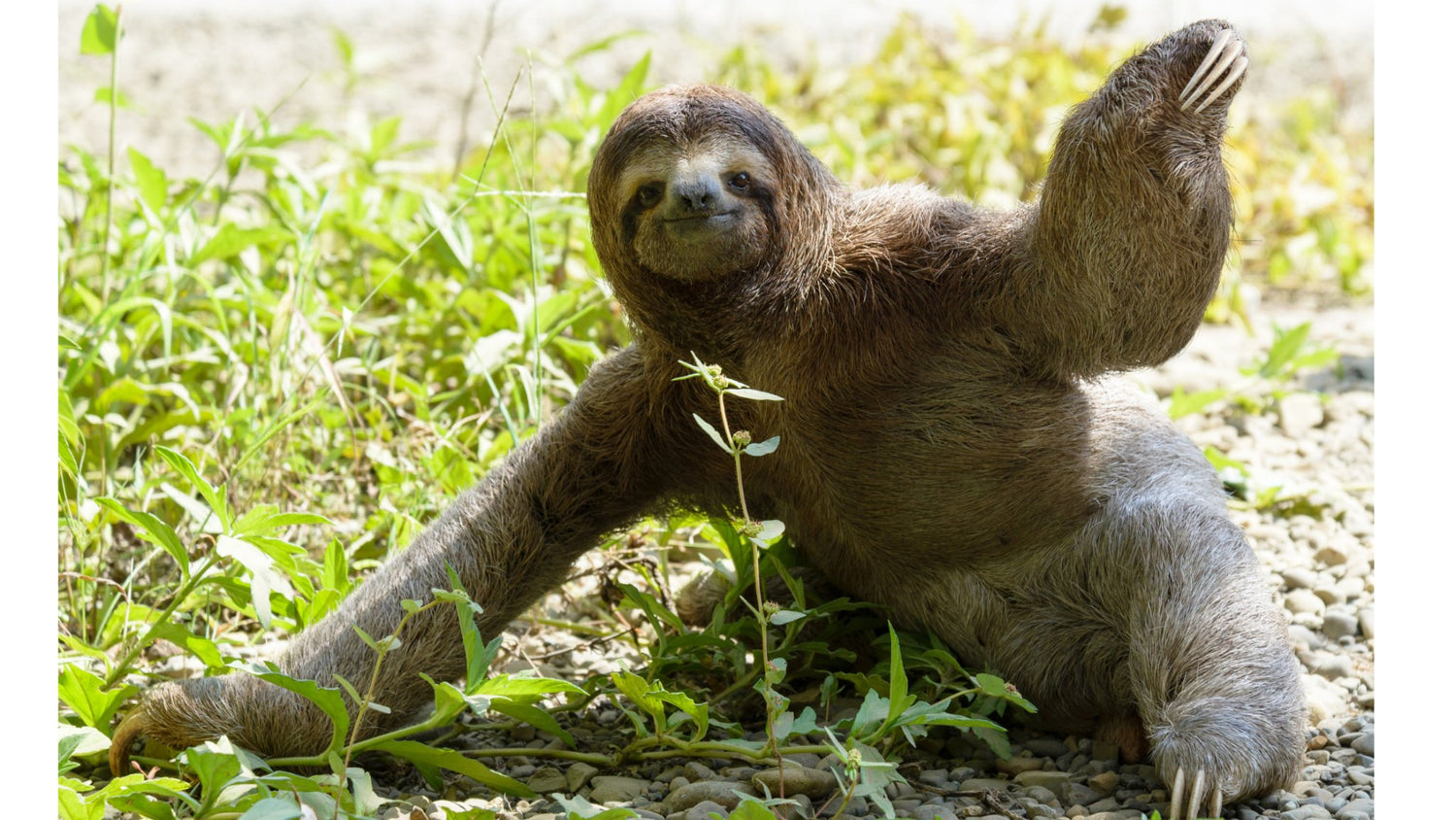 Go Slow and Celebrate the Sloth! – eat2explore